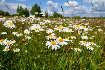 Daisies in a meadow. The European part of Russia.