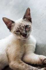 Close Up Street Cat