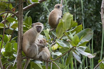 Drie apen op de boom vrouwelijke aap voedt aap kind.