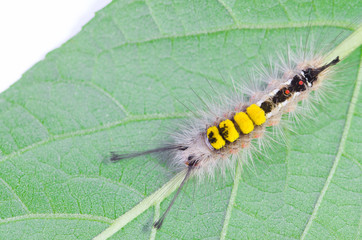 hairy caterpillar