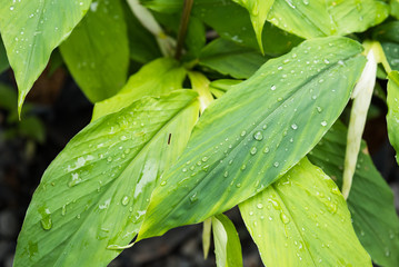 Droplets of dew on the green leafs in the morning, shallow depth of field on sunlight summer sunny day.natural background.selective focus