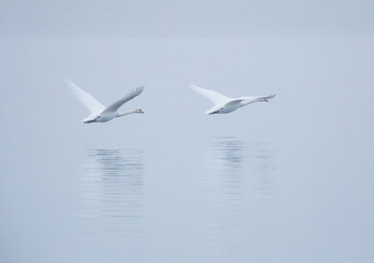 Two beautiful swans fly over the lake in the morning mist.