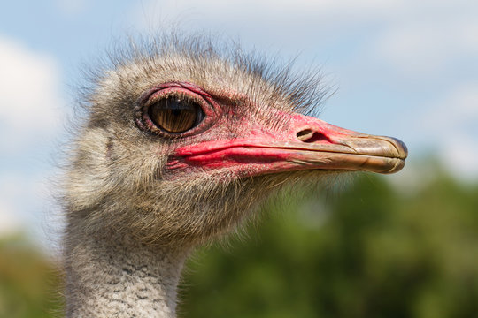 Funny ostrich male head closeup with big eye and pink beak with green background and selective focus