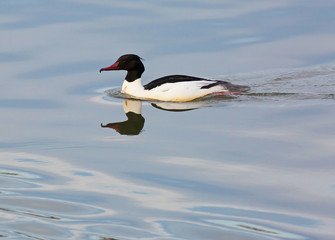 Swimming Goosander. male.