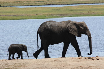 Fototapeta premium south africa