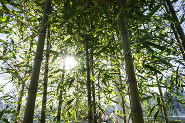 Bamboo branch in bamboo forest, beautiful green nature background