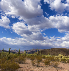 The huge cactus - Carnegie giant (Carnegiea gigantea). Organ Pipe Cactus National Monument,...