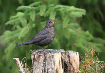 Common blackbird