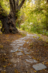 Herbstlicher Gartenweg