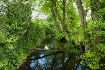Wooded River