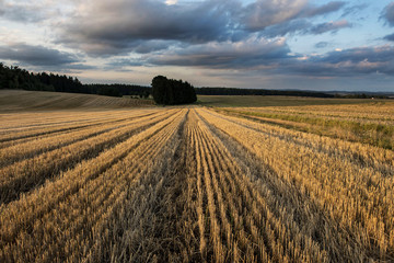 Yellow stubble after harvesting the corn among the forests