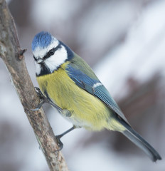 Blue tit (Cyanistes caeruleus).