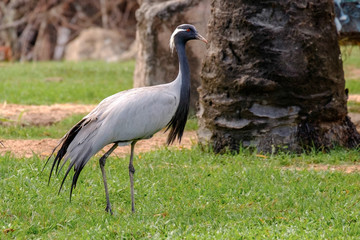 Common Crane - Grus  grus