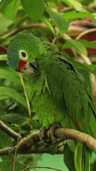 Beautiful parrot in the jungle, Costa Rica. Tropical Travel. Wanderlust.