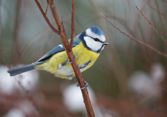 Blue tit (Cyanistes caeruleus).
