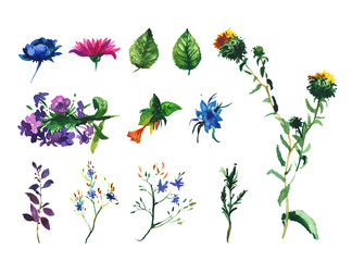 Vector Set of watercolor drawing wild flowers, herbs, hand drawn illustration