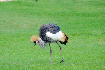 Walking Crowd Crane