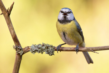 Blue tit (Cyanistes caeruleus).