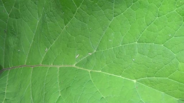 The green leaves of the lesser burdock. Arctium. HD video.