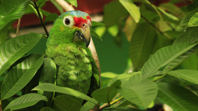 Parrot in the jungle, Costa Rica. Tropical Travel. Wanderlust.