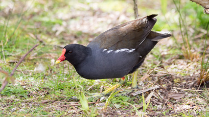 Moor hen