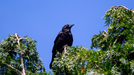 Crow on Blue Sky