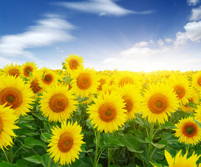 Obraz premium sunflowers and sun