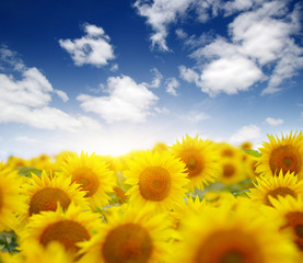 Fototapeta premium sunflowers and sun