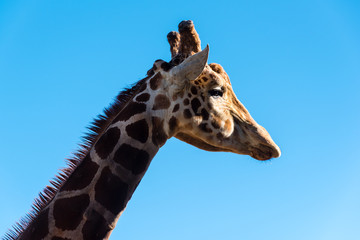 details of a giraffe's head and neck