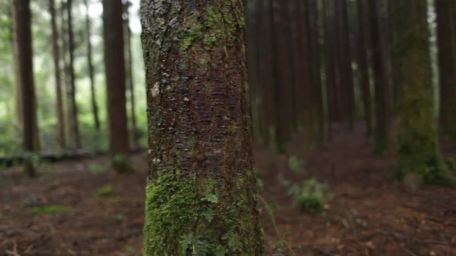 Forest trees