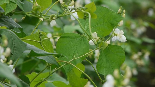 野菜畑　白花豆