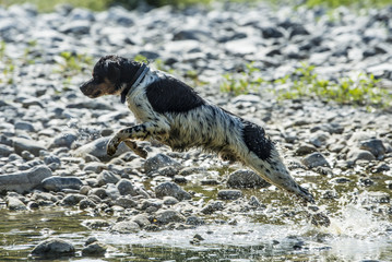 Cane, Epagneul Breton, che salta nel fiume