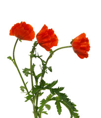Obraz premium red poppy isolated on white