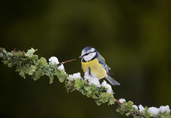 Blue tit (Cyanistes caeruleus)