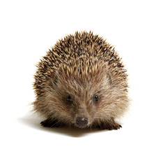 Hedgehog  isolated on white