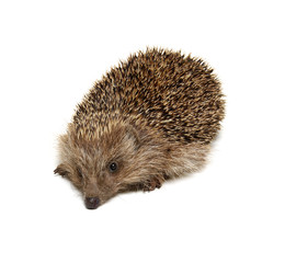 Hedgehog  isolated on white