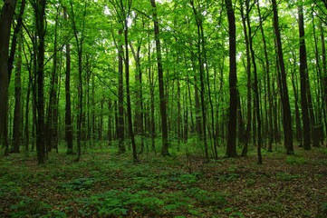 Obraz premium Drzewa w zielonym lesie