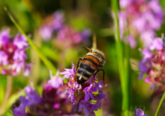 Bee on the flower