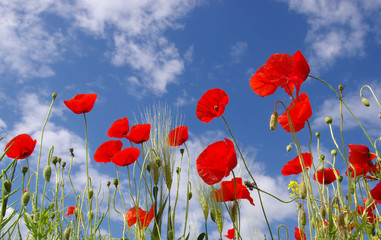 Obraz premium Czerwone maki na polu