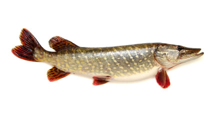  Pike isolated on white