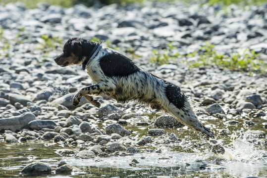 Cane, Epagneul Breton, che salta nel fiume