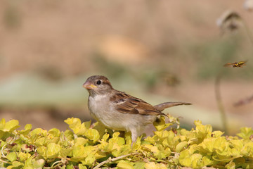 Young passer domesticus