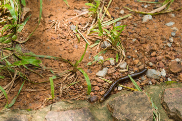 Giant black millipede in tropical rainforest of Thailand.