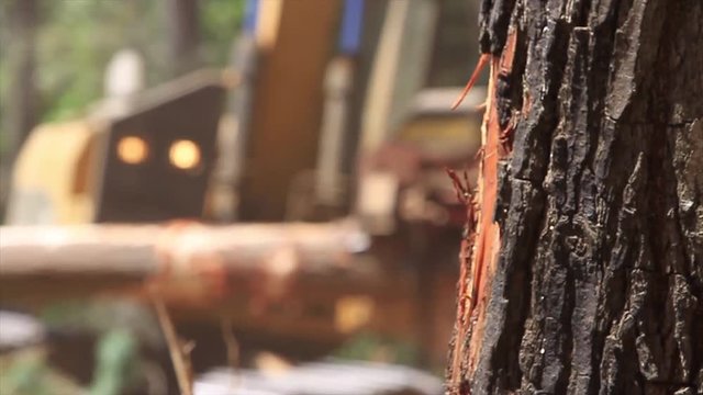 Forest machines
