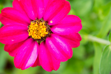 ジニア(百日草)