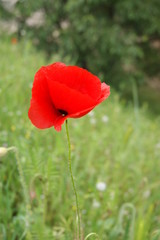 Coquelicot