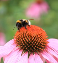 Hummel