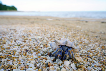 Hermit crab in an empty sea shell on the beach