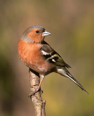 Common chaffinch