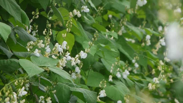 野菜畑　白花豆